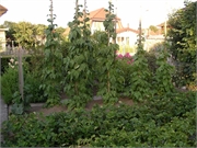 Walter 08.07.08-02.01.200904